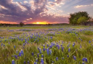 BlueBonnets